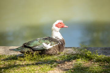 Pato en los jardines del príncipe de Aranjuez