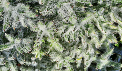 frost on pine needles