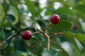 Small cherries are ripe in the summer on the tree