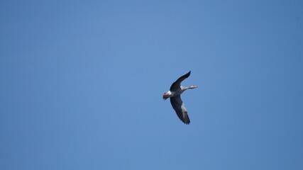 Obraz premium seagull in flight