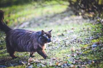 Beautiful fluffy black cat walks through the garden in the village
