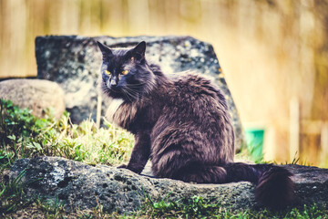 Beautiful fluffy black cat walks through the garden in the village