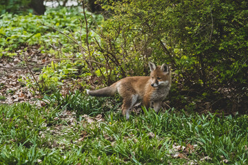 Fuchs in der Großstadt Nachwuchs