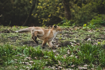 Fuchs in der Großstadt Nachwuchs