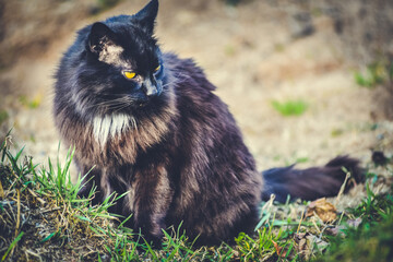 Naklejka na ściany i meble Beautiful fluffy black cat walks through the garden in the village