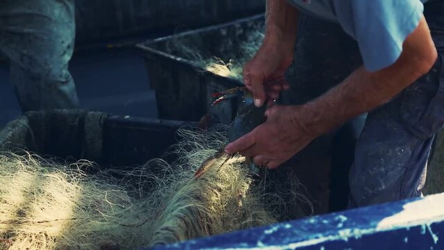 Fisherman removing a crustacean from the net.