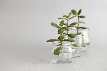 Small succulent plants in glass jars. Concept of urban gardening and pandemic hooby - Powered by Adobe