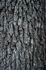 Rough embossed tree bark texture image pattern close up