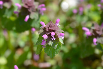 Red dead-nettle