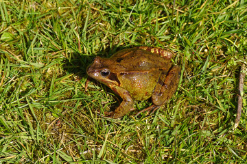 Common frog (Rana temporaria). Family true frogs (Ranidae). On the lawn in a Dutch garden in the spring. April, Netherlands.