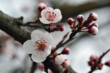 Spring bloom is the best time of the year