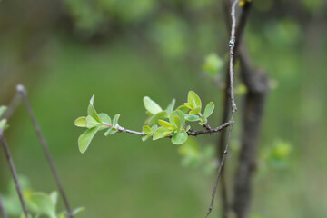 Small-leaved honeysuckle