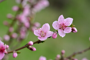 Spring bloom is the best time of the year