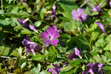 Lesser Periwinkle Atropurpurea