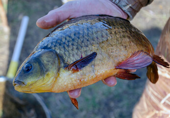 big beautiful carp in the palm of a fisherman close-up. fishing, outdoor activities, hobbies