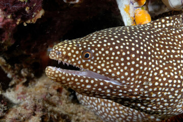 A picture of a white mouth moray - obrazy, fototapety, plakaty