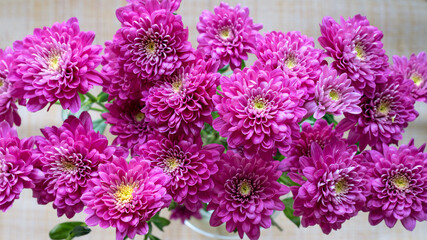 Top view purple bush chrysanthemum flowers, background.