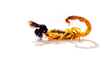 Yellow scorpion (Tityus serrulatus), with its prey on white surfaces