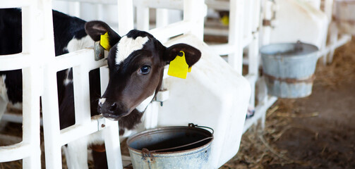 A cute calf in a calf barn at the feeder, on a dairy farm.  © наталья саксонова