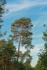  Pine tree crest on a blue sky
Download preview
Sunny pine tree crest on a long trunk on a blue sky in Ermenonville forest, Oise, France
