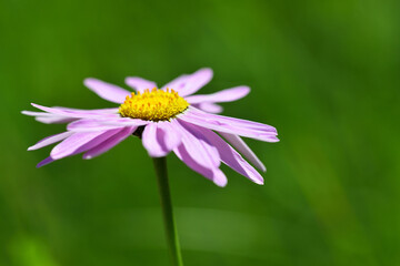 Obraz premium Spring bloom is the best time of the year