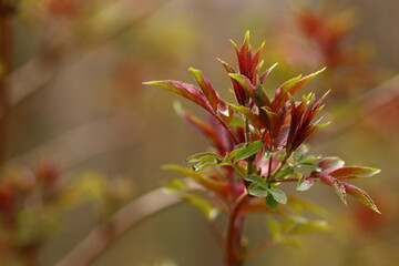 close uup of a young twig with fresh leaves