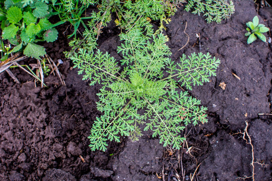 In spring, Descurainia sophia grows in the wild