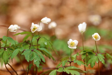 close up of small wild flowers amidst leaves