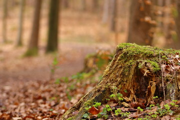 ztree stump amidst leaves in front of a forest trail