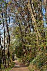 Frühlingswald auf dem Freiburger Schlossberg