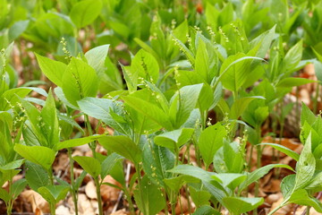 Obraz premium close up of small forest plants with green leaves 