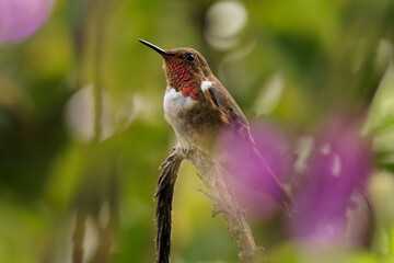 Scintillant Hummingbird - Selasphorus scintilla bird endemic to Costa Rica and Panama, replaced at higher elevations by its relative the volcano hummingbird, Selasphorus flammula. Sitting in the bush