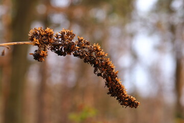 close up of dry elder berry seeds