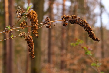 Naklejka premium close up of dry elder berry seeds