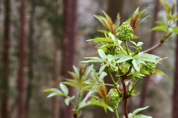 close up of parts of a young plant in the woodland