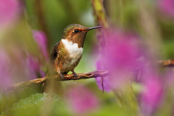 Scintillant Hummingbird - Selasphorus scintilla bird endemic to Costa Rica and Panama, replaced at higher elevations by its relative the volcano hummingbird, Selasphorus flammula. Sitting in the bush