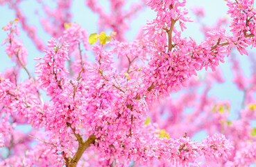 Pink acacia covered with flowers