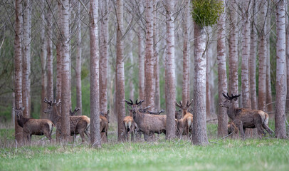 Group of red deer n forest in spring