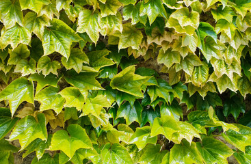 Maiden grape leaves close up. Natural background.