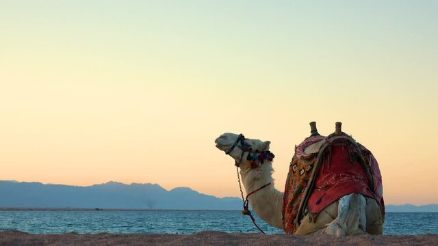 Beautiful white camel standing  close up. Sunset at the beach.