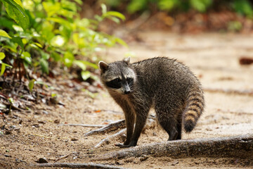 Naklejka na ściany i meble Raccoon - Procyon lotor also common raccoon, North American raccoon, northern raccoon, or coon, is a medium-sized mammal native to North America in the rain season in Costa Rica