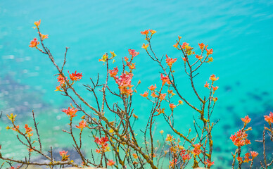 Obraz na płótnie Canvas A tree with red leaves on a blue sea background