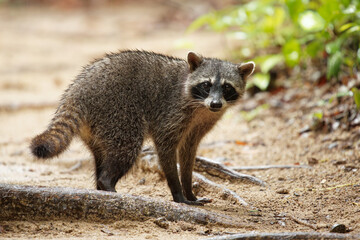 Raccoon - Procyon lotor also common raccoon, North American raccoon, northern raccoon, or coon, is a medium-sized mammal native to North America in the rain season in Costa Rica