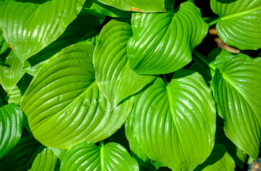 Fototapeta na wymiar Green leaves of hosts. Natural green background. 