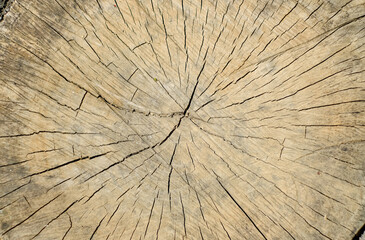 Sawn wooden timber texture. Natural wood texture.