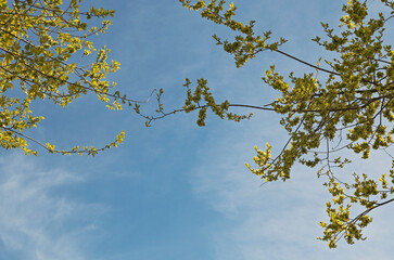 Tree branches with leaves and blue sky