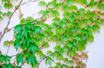 The texture of the green leaves of the maiden grape creeper on the white wall of the building