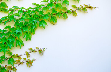 The texture of the green leaves of the maiden grape creeper on the white wall of the building