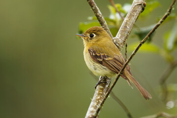 Yellowish Flycatcher - Empidonax flavescens - small passerine bird in the tyrant flycatcher family. It breeds in highlands from Mexico south to Panama, bird builds its nest, material in the beak