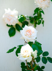 Obraz na płótnie Canvas Blooming white rose bush in the garden